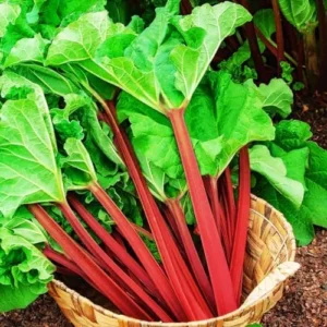 Deep Red Rhubarb Plant Root Division - 2 Year Old Vegetable Plant for Garden