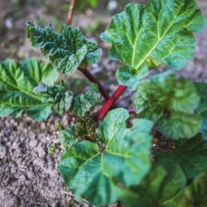 Deep Red Rhubarb Plant Root Division - 2 Year Old Vegetable Plant for Garden