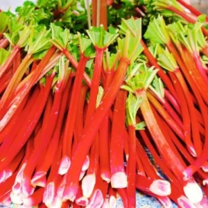 Deep Red Rhubarb Plant Root Division - 2 Year Old Vegetable Plant for Garden