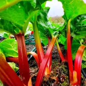 Deep Red Rhubarb Plant Root Division - 2 Year Old Vegetable Plant for Garden