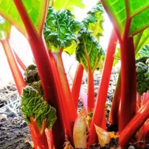 Deep Red Rhubarb Plant Root Division - 2 Year Old Vegetable Plant for Garden