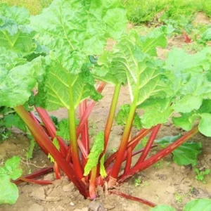 Deep Red Rhubarb Plant Root Division - 2 Year Old Vegetable Plant for Garden