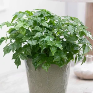 Doll Plant 4 Inch Pot - Live Houseplant for Indoor Gardening