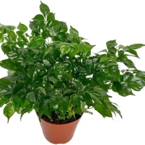 Doll Plant 4 Inch Pot - Live Houseplant for Indoor Gardening