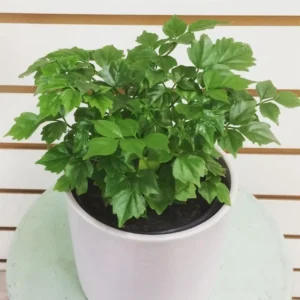 Doll Plant 4 Inch Pot - Live Houseplant for Indoor Gardening