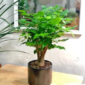 Doll Plant Indoor Tree - 4 Inch Potted Houseplant - Green Foliage