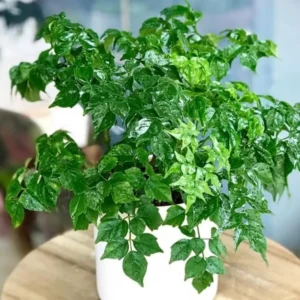 Doll Plant Indoor Tree - 4 Inch Potted Houseplant - Green Foliage