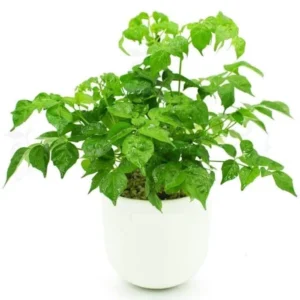 Doll Plant Indoor Tree - 4 Inch Potted Houseplant - Green Foliage