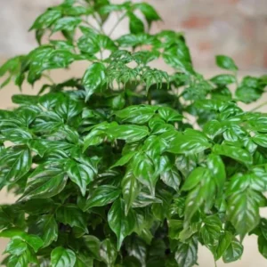 Doll Plant Indoor Tree - 4 Inch Potted Houseplant - Green Foliage