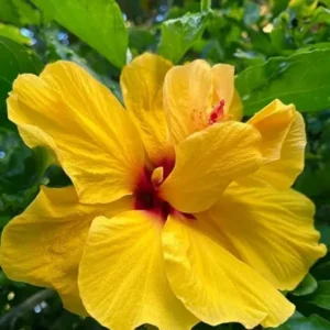 Double Gold Hibiscus Live Plant - Tropical Hibiscus Tree for Planting