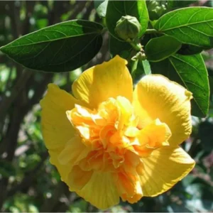 Double Gold Hibiscus Live Plant - Tropical Hibiscus Tree for Planting