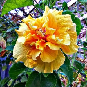 Double Gold Hibiscus Live Plant - Tropical Hibiscus Tree for Planting