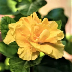 Double Gold Hibiscus Live Plant - Tropical Hibiscus Tree for Planting