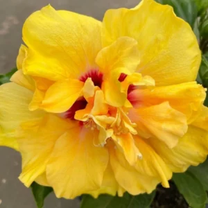 Double Gold Hibiscus Live Plant - Tropical Hibiscus Tree for Planting