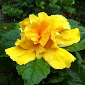 Double Gold Hibiscus Plant - Live Perennial Flower Tree - 6-8 Inch Tropical Hibiscus