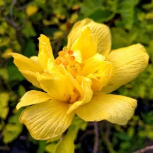 Double Gold Hibiscus Plant - Live Perennial Flower Tree - 6-8 Inch Tropical Hibiscus