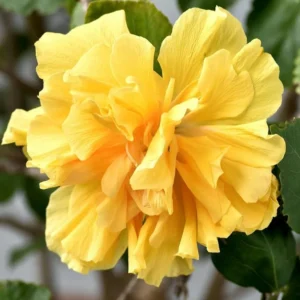 Double Gold Hibiscus Plant - Live Perennial Flower Tree - 6-8 Inch Tropical Hibiscus