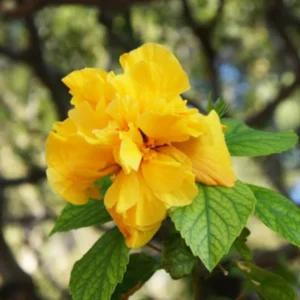 Double Gold Hibiscus Plant - Live Perennial Flower Tree - 6-8 Inch Tropical Hibiscus