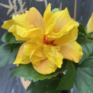 Double Gold Hibiscus Plant - Live Perennial Flower Tree - 6-8 Inch Tropical Hibiscus