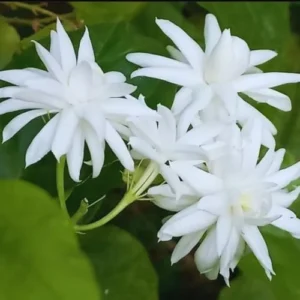 Double Jasmine Sambac Live Plant - 2 Pack - 5-7 Inch Tall - Indoor/Outdoor Jasmine