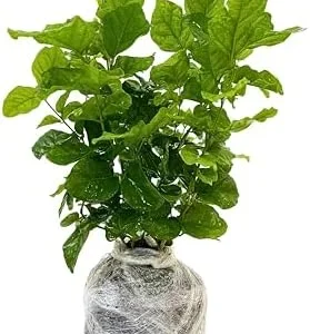 Double Jasmine Sambac Live Plant - 2 Pack - 5-7 Inch Tall - Indoor/Outdoor Jasmine