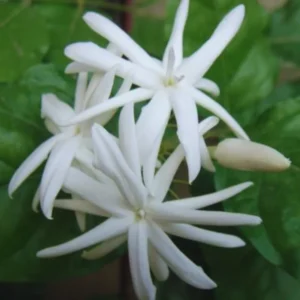 Double Jasmine Sambac Live Plant - 2 Pack - 5-7 Inch Tall - Indoor/Outdoor Jasmine