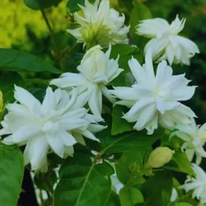 Double Jasmine Sambac Live Plant - 2 Pack - 5-7 Inch Tall - Indoor/Outdoor Jasmine