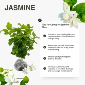 Double Jasmine Sambac Live Plant - 2 Pack - 5-7 Inch Tall - Indoor/Outdoor Jasmine