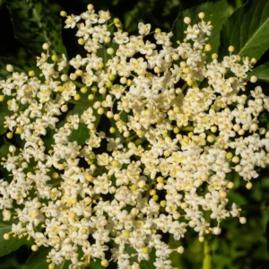 Elderberry Plants Live 2-Pack - Sweet Black American Elderberry Bushes 6-12 Inches