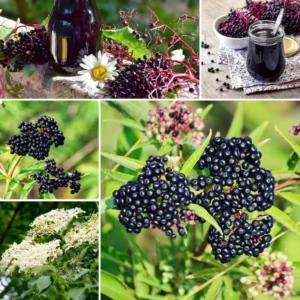 Elderberry Plants Live - 2 Sweet Black Elderberry Bushes - 6-12 Inches