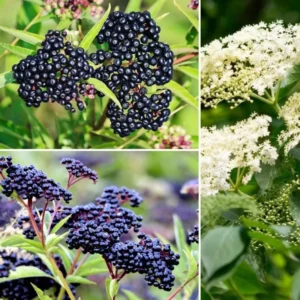 Elderberry Plants Live - 2 Sweet Elderberry Bushes 6-12 Inches Tall - Black American Elderberry