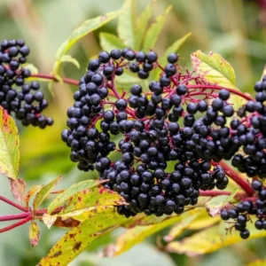 Elderberry Plants Live - 2 Sweet Elderberry Bushes 6-12 Inches Tall - Black American Elderberry