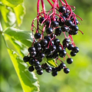 Elderberry Plants Live - 2 Sweet Elderberry Bushes 6-12 Inches Tall - Black American Elderberry