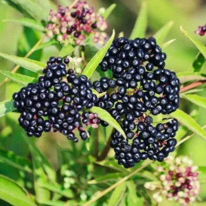 Elderberry Plants Live - 2 Sweet Elderberry Bushes 6-12 Inches Tall - Black American Elderberry