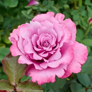 Fragrant Purple Rose Bush Live Plant - Hybrid Tea Climbing Vine 6-10 Inch