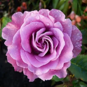 Fragrant Purple Rose Bush Live Plant - Hybrid Tea Climbing Vine 6-10 Inch