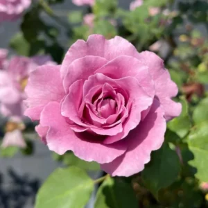 Fragrant Purple Rose Bush Live Plant - Hybrid Tea Climbing Vine 6-10 Inch