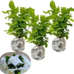 Gardenia Jasmine Plants Live - Indoor Flowering Plants, 3-5 Inch, Frost Proof