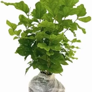 Gardenia Jasmine Plants Live - Indoor Flowering Plants, 3-5 Inch, Frost Proof