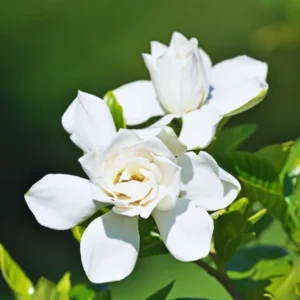 Gardenia Plants Live Jasmine Plants Indoor - 3-5 Inch Tall Flowering Bundle