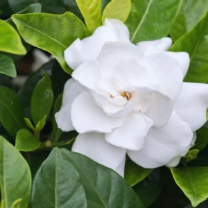 Gardenia Plants Live Jasmine Plants Indoor - 3-5 Inch Tall Flowering Bundle