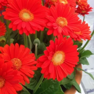 Gerbera Daisies Live Plants - 2 Red Daisy Plants - 3-6 Inches - Garden Ready