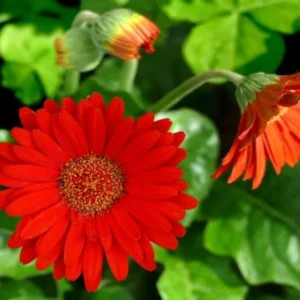 Gerbera Daisies Live Plants - 2 Red Daisy Plants - 3-6 Inches - Garden Ready