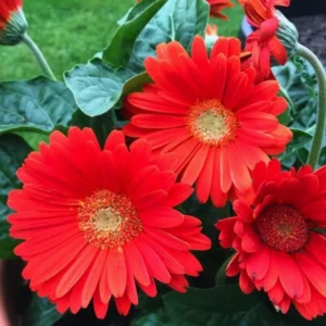 Gerbera Daisies Live Plants - 2 Red Daisy Plants - 3-6 Inches - Garden Ready