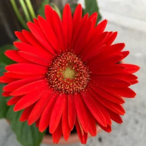 Gerbera Daisies Live Plants - 2 Red Daisy Plants - 3-6 Inches - Garden Ready