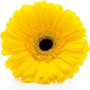 Gerbera Daisies Live Plants - Yellow Daisy Plant 3-6 Inches - Garden Ready