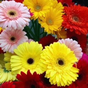 Gerbera Daisies Live Plants - Yellow Daisy Plant 3-6 Inches - Garden Ready