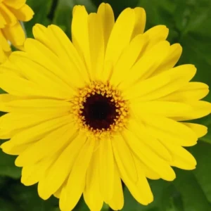 Gerbera Daisies Live Plants - Yellow Daisy Plant 3-6 Inches - Garden Ready