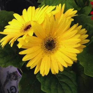 Gerbera Daisies Live Plants - Yellow Daisy Plant 3-6 Inches - Garden Ready