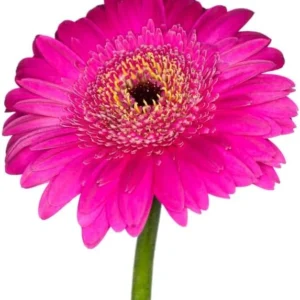 Gerbera Daisy Live Plants - 3 Pack Pink Flower Plants - Garden & Home Decor